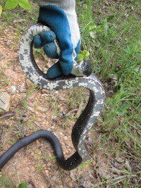 Pantherophis alleghaniensis-quadrivittatus
