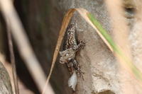 Sceloporus undulatus