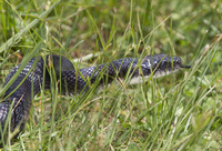 Pantherophis alleghaniensis-quadrivittatus