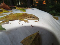 Anolis carolinensis