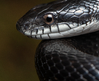 Pantherophis alleghaniensis-quadrivittatus