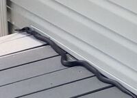 Pantherophis alleghaniensis-quadrivittatus