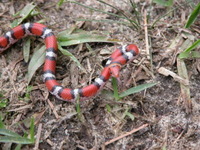 Cemophora coccinea