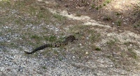 Crotalus horridus