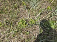 Pituophis melanoleucus