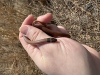 Tantilla coronata
