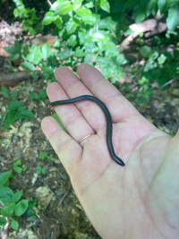 Carphophis amoenus