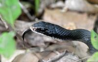 Coluber constrictor