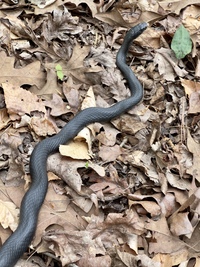 Coluber constrictor