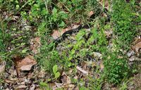 Coluber constrictor