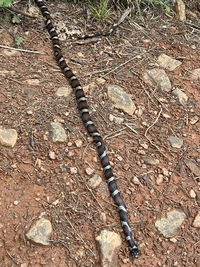 Lampropeltis triangulum