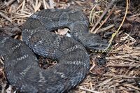 Nerodia sipedon