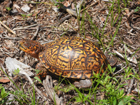 Terrapene carolina