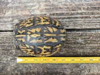 Terrapene carolina