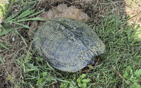 Trachemys scripta scripta