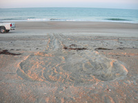 Caretta caretta