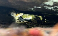 Crotalus horridus
