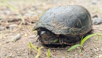Kinosternon subrubrum