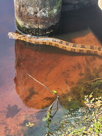Nerodia taxispilota