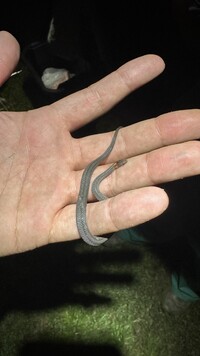 Storeria occipitomaculata