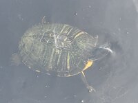 Trachemys scripta