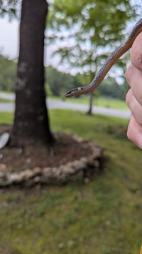 Diadophis punctatus