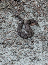 Agkistrodon contortrix