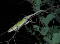 Anolis carolinensis
