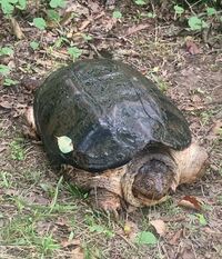 Chelydra serpentina