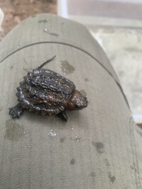Chelydra serpentina