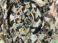 Crotalus horridus
