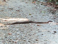 Nerodia erythrogaster