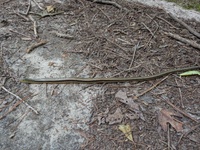 Ophisaurus ventralis
