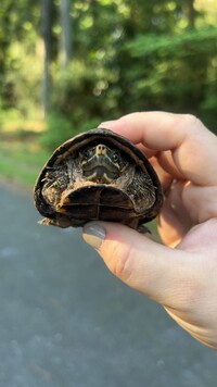 Sternotherus odoratus