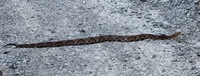 Agkistrodon contortrix