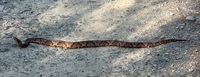 Agkistrodon contortrix