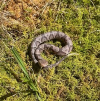 Agkistrodon contortrix