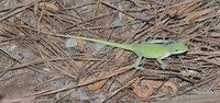 Anolis carolinensis