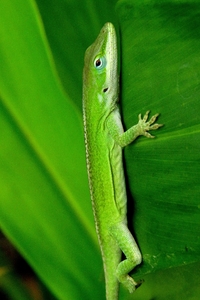 Anolis carolinensis