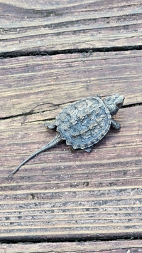 Chelydra serpentina