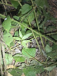 Crotalus horridus