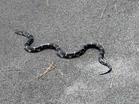 Lampropeltis getula