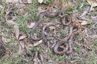 Lampropeltis rhombomaculata