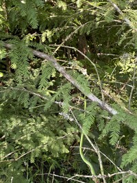 Opheodrys aestivus