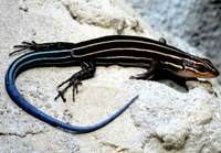 Plestiodon laticeps