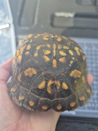 Terrapene carolina