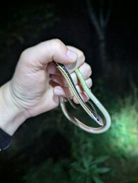 Thamnophis saurita