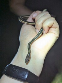 Thamnophis saurita