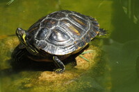 Trachemys scripta scripta