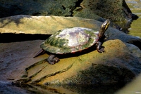 Pseudemys concinna
